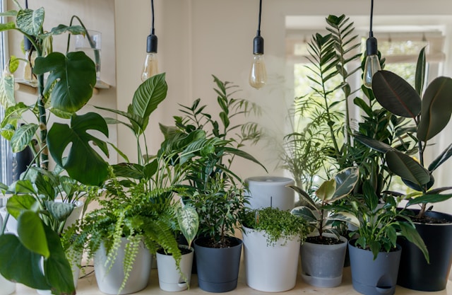 Discover Indoor Gardening at Rowen at The Pinehills  image